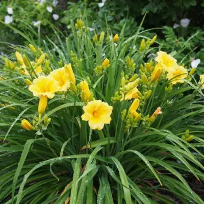 Лилейник СТЕЛЛА ДЕ ОРО гибридный в Жодино