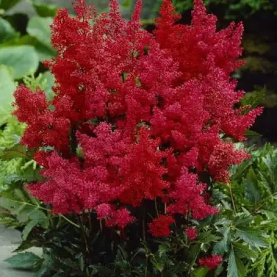 Астильба ГРАНАТ Арендса в Жодино