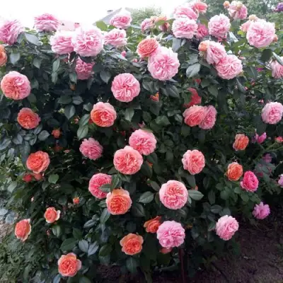 Роза ЧИППЕНДЕЙЛ чайно-гибридная в Жодино