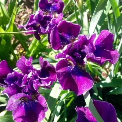 Ирис БАНДЛ ОВ ДЖОЙ сибирский в Жодино