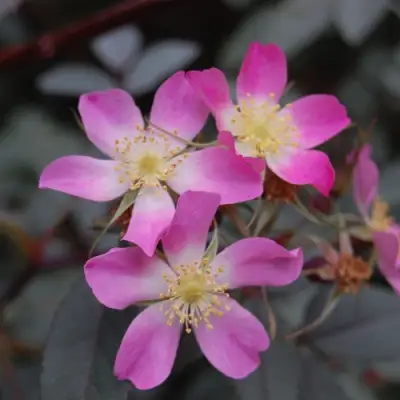 Роза сизая в Жодино