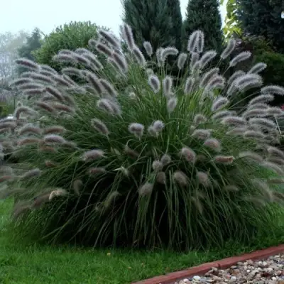 Пеннисетум ЛЕДИ Ю в Жодино