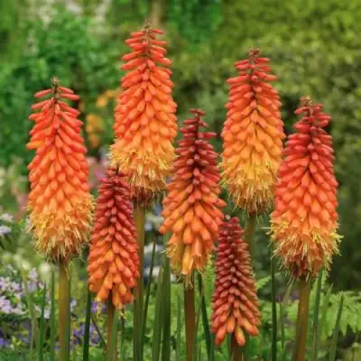 Книфофия АЛЬКАЗАР гибридная в Жодино