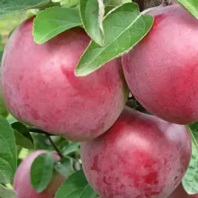 Яблоня АЛЕСЯ в Жодино