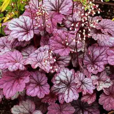 Гейхера ШУГА ФРОСТИНГ в Жодино