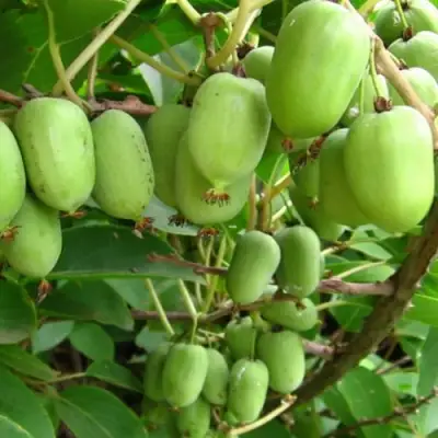 Актинидия КИЕВСКАЯ КРУПНОПЛОДНАЯ аргута в Жодино