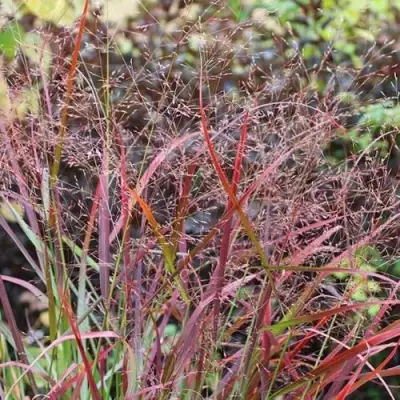 Просо РЕБРАУН прутьевидное в Жодино