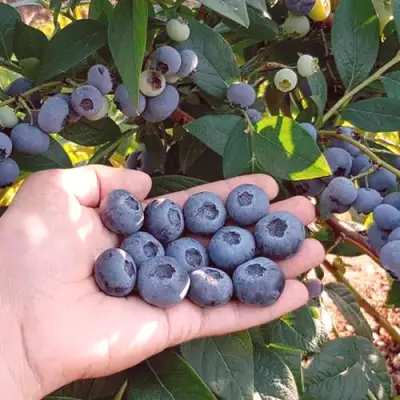 Голубика БОНУС в Жодино