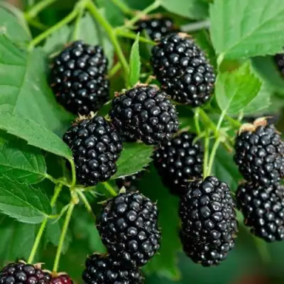 Ежевика ЛОХТЕЙ бесшипная в Жодино