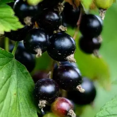 Смородина чёрная КАТЮША в Жодино