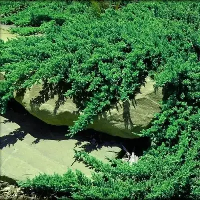 Можжевельник НАНА лежачий в Жодино