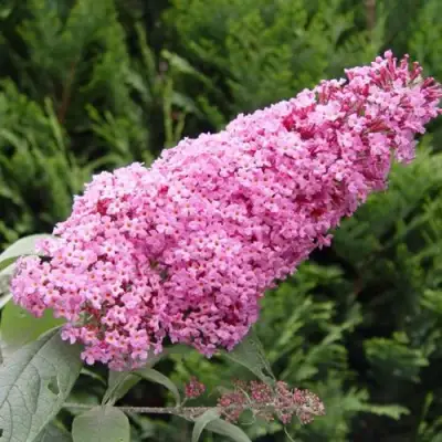 Буддлея давида ПИНК ДЕЛАЙТ в Жодино