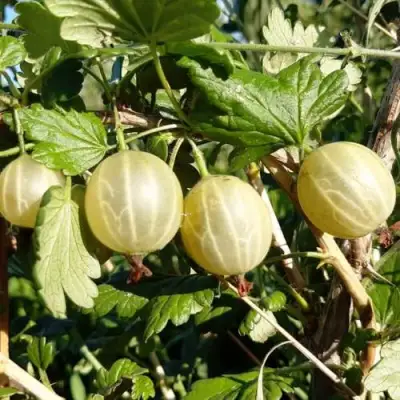 Крыжовник БЕЛОРУCСКИЙ САХАРНЫЙ 2 в Жодино