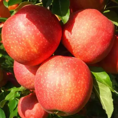 Яблоня ГАЛА ШНИГА в Жодино