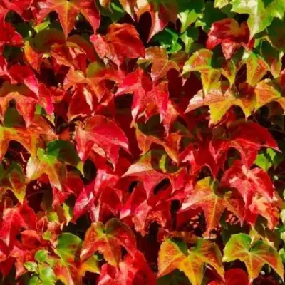 Девичий виноград тройчатый ВИЧИ в Жодино