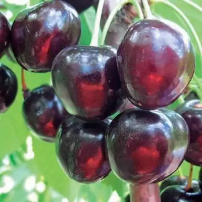 Черешня ЛЮБИМИЦА АСТАХОВА в Жодино