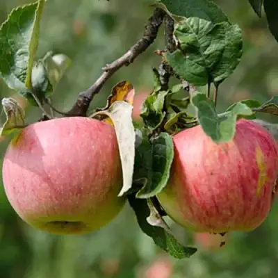 Яблоня МЕЛБА в Жодино