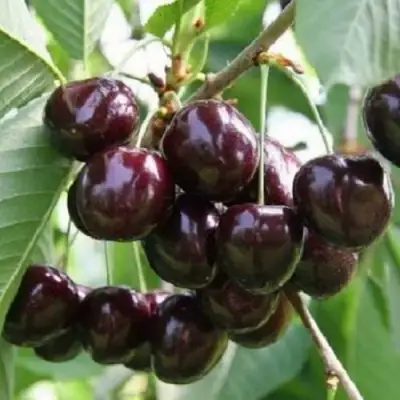 Черешня ЛЕНИНГРАДСКАЯ ЧЁРНАЯ в Жодино