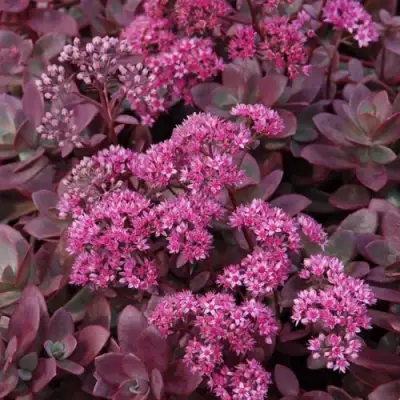 Очиток (седум) САНСПАРКЛЕР ФАЙЕРКРЕКЕР в Жодино