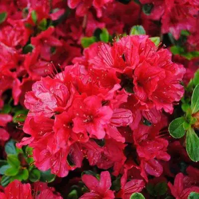 Азалия ХИНО КРИМСОН японская в Жодино