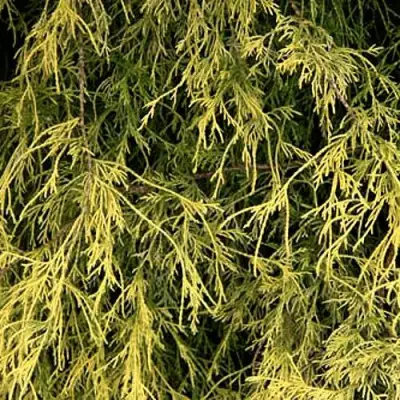 Кипарисовик ФИЛИФЕРА АУРЕА горохоплодный в Жодино