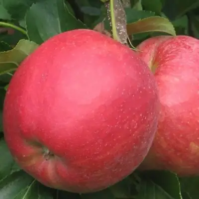 Яблоня РУБИН в Жодино