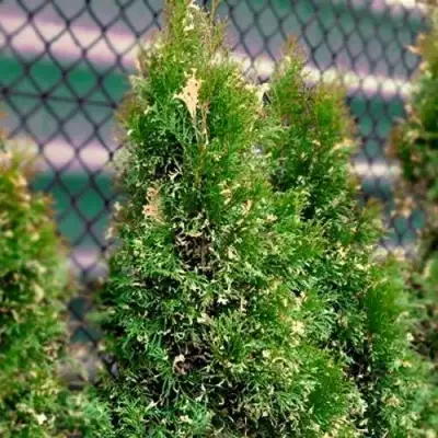 Туя СМАРАГД ВАРИЕГАТА западная в Жодино