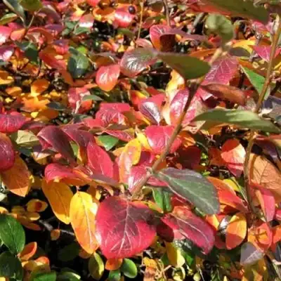 Кизильник блестящий в Жодино