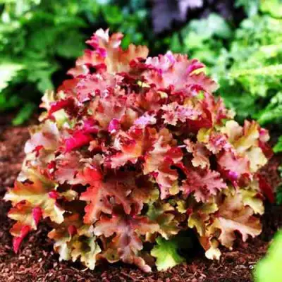 Гейхера МАРМЕЛАД в Жодино