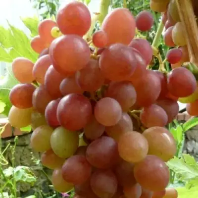 Виноград БЛЕСТЯЩИЙ в Жодино