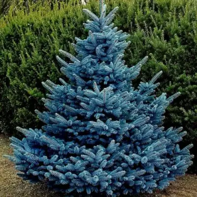 Ель МАДЖЕСТИК БЛЮ колючая в Жодино