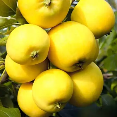 Яблоня УРАЛЬСКОЕ НАЛИВНОЕ в Жодино