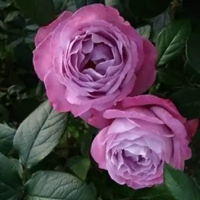 Роза АКВА чайно-гибридная в Жодино