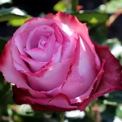 Роза ДИП ВОТЕР чайно-гибридная в Жодино