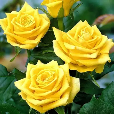 Роза ПАПИЛОН чайно-гибридная в Жодино