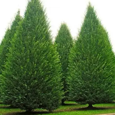 Граб  в Жодино