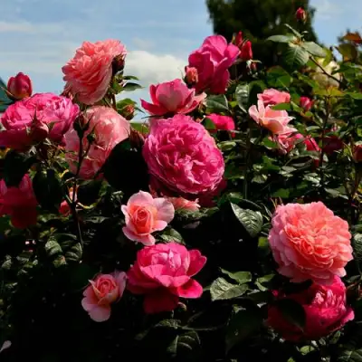 Роза ОЛЬГА шраб в Жодино