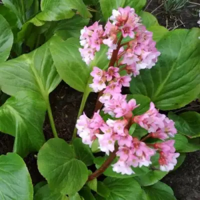 Бадан БЭБИ ДОЛЛ в Жодино