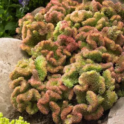 Очиток (седум) КРИСТАТУМ отогнутый в Жодино