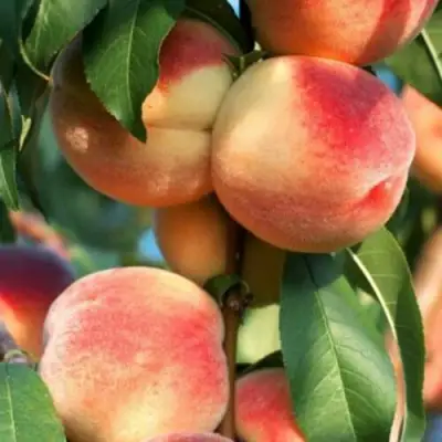 Персик ЛОЙКО 2 в Жодино