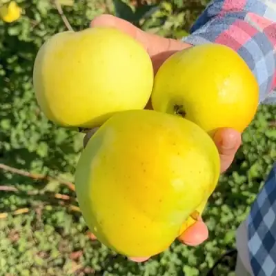 Яблоня КАЛУЖАНКА в Жодино