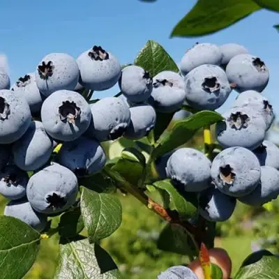 Голубика НЕЛЬСОН в Жодино