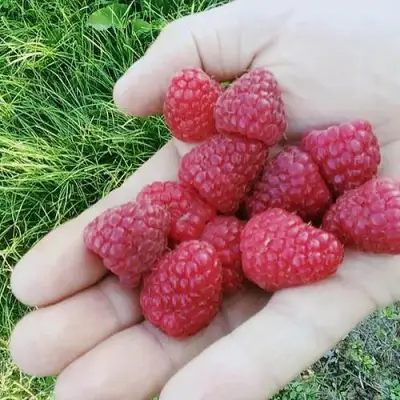Малина ПОЛЬКА (ПОЛКА) в Жодино