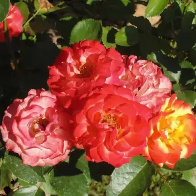 Роза ТАЙФУН спрей в Жодино