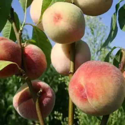 Персик ДОНЕЦКИЙ БЕЛЫЙ в Жодино