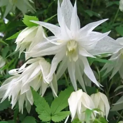 Княжик АЛЬБИНА ПЛЕНА белый махровый в Жодино