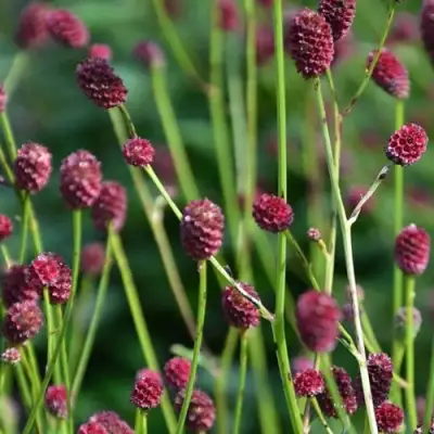 Кровохлебка ЧОКОЛАТ ТИП в Жодино