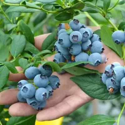 Голубика ТОРО в Жодино