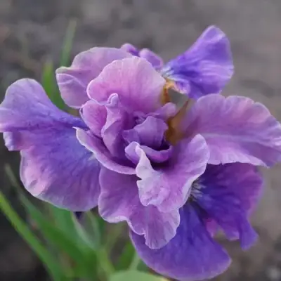 Ирис ХЭВИНГ ФАН сибирский в Жодино