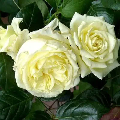 Роза ЭЛЬФ плетистая в Жодино